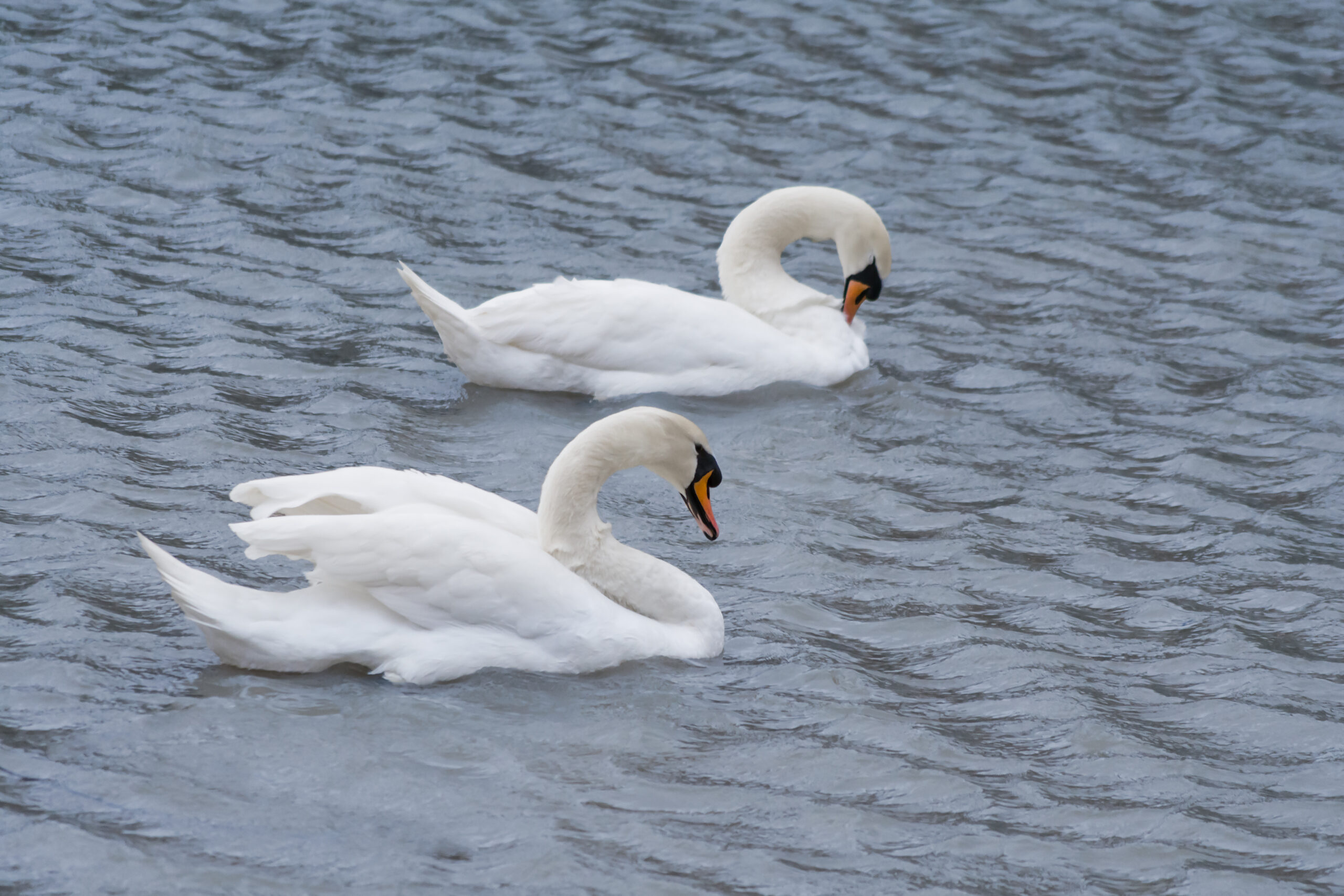 Swans on the Water Two swans floating on the cool blue water.