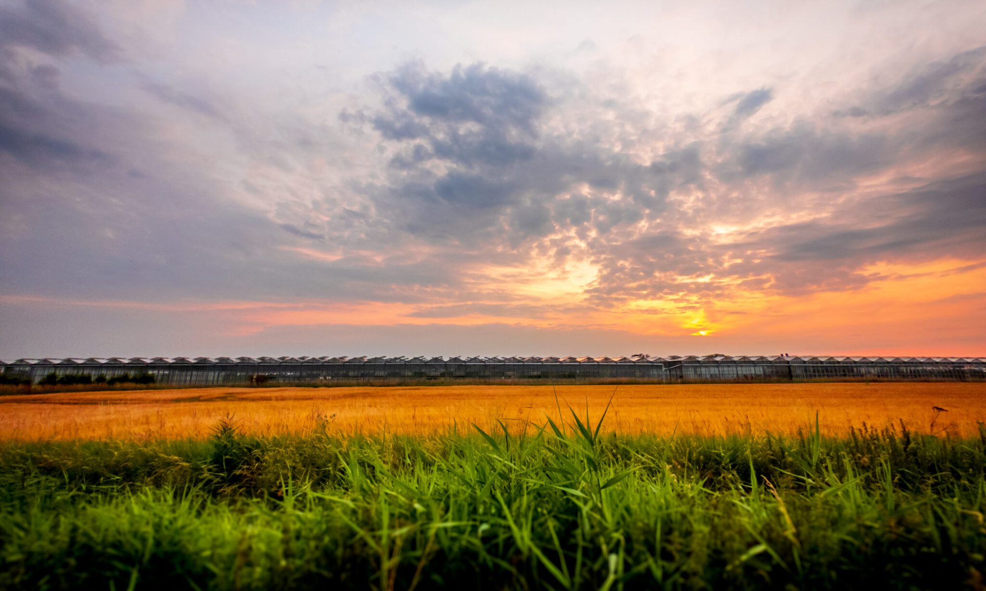 Sunset over large greenhouse in The Fens Golden summer sunset over an industrial greenhouse near Spalding in Lincolnshire, UK, with grass, reeds and freshly cut wheat field in the foreground