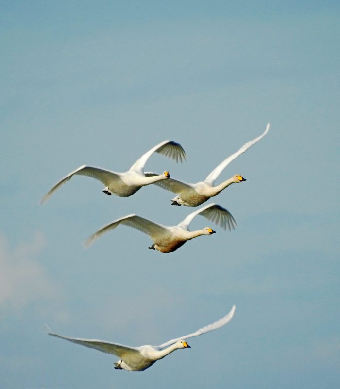 Flock of Whooper Swans Flying Whooper Swans, Cygnus cygnus, WWT Welney Wetland Centre, Wisbech, Norfolk, East Anglia, UK, October 2020